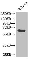 Western Blot Positive WB detected in: Mouse spleen tissue All lanes: GK antibody at 3ug/ml Secondary Goat polyclonal to rabbit IgG at 1/50000 dilution Predicted band size: 62, 58, 61, 59 kDa Observed band size: 62 kDa