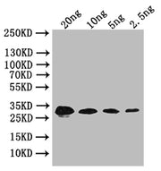 Western Blot Positive WB detected in: recombinant protein All lanes: bslA Antibody at 1:1000 Secondary Goat polyclonal to rabbit IgG at 1/50000 dilution Predicted band size: 32 kDa Observed band size: 32 kDa