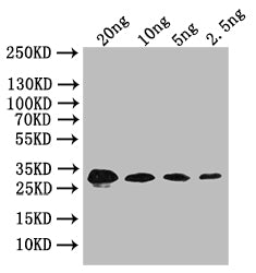 Western Blot Positive WB detected in: recombinant protein All lanes: bslA Antibody at 1:1000 Secondary Goat polyclonal to rabbit IgG at 1/50000 dilution Predicted band size: 32 kDa Observed band size: 32 kDa