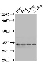 Western Blot Positive WB detected in: recombinant protein All lanes: mlaA Antibody at 1:1000 Secondary Goat polyclonal to rabbit IgG at 1/50000 dilution Predicted band size: 31 kDa Observed band size: 31 kDa