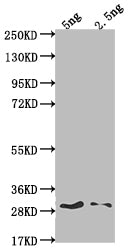 Western Blot Positive WB detected in Recombinant protein All lanes: SPY antibody at 1:2000 Secondary Goat polyclonal to rabbit IgG at 1/50000 dilution Predicted band size: 26.8 kDa Observed band size: 33 kDa