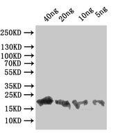 Western Blot Positive WB detected in: recombinant protein All lanes:A33R Antibody at 1:1000 Secondary Goat polyclonal to rabbit IgG at 1/50000 dilution Predicted band size: 23 kDa Observed band size: 23 kDa