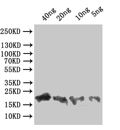 Western Blot Positive WB detected in: recombinant protein All lanes:A33R Antibody at 1:1000 Secondary Goat polyclonal to rabbit IgG at 1/50000 dilution Predicted band size: 23 kDa Observed band size: 23 kDa