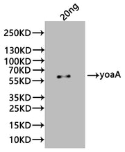 Western Blot Positive WB detected in: recombinant protein All lanes:yoaA Antibody at 1:1000 Secondary Goat polyclonal to rabbit IgG at 1/20000 dilution Predicted band size: 56 kDa Observed band size: 56 kDa