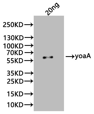 Western Blot Positive WB detected in: recombinant protein All lanes:yoaA Antibody at 1:1000 Secondary Goat polyclonal to rabbit IgG at 1/20000 dilution Predicted band size: 56 kDa Observed band size: 56 kDa