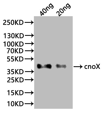Western Blot Positive WB detected in: recombinant protein All lanes:cnoX Antibody at 1:1000 Secondary Goat polyclonal to rabbit IgG at 1/20000 dilution Predicted band size:38 kDa Observed band size: 38 kDa