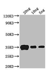 Western Blot Positive WB detected in: recombinant protein All lanes: crr Antibody at 1:1000 Secondary Goat polyclonal to rabbit IgG at 1/50000 dilution Predicted band size: 33 kDa Observed band size: 33 kDa