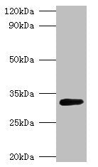 Western blot All lanes: glsA1 antibody at 2µg/ml + DH5a whole cell lysate Secondary Goat polyclonal to rabbit IgG at 1/10000 dilution Predicted band size: 33 kDa Observed band size: 33 kDa