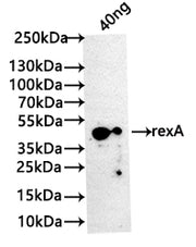 Western Blot Positive WB detected in: recombinant protein All lanes: rexA Antibody at 1:1000 Secondary Goat polyclonal to rabbit IgG at 1/50000 dilution Predicted band size: 39 kDa Observed band size: 42 kDa