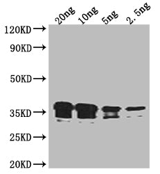Western Blot Positive WB detected in Recombinant protein All lanes: RCSF antibody at 1:2000 Secondary Goat polyclonal to rabbit IgG at 1/50000 dilution Predicted band size: 39.3 kDa Observed band size: 37 kDa