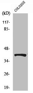 Western Blot analysis of COLO205 cells using Phospho-AMPKβ1 (S182) Polyclonal Antibody