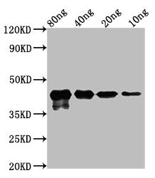 Western Blot Positive WB detected in Recombinant protein All lanes: MPN_083 at 2.5ug/ml Secondary Goat polyclonal to rabbit IgG at 1/50000 dilution Predicted band size: 43 kDa Observed band size: 43 kDa