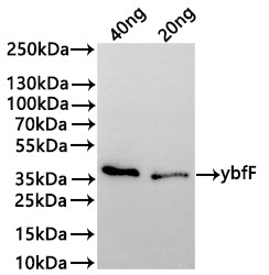 Western Blot Positive WB detected in: recombinant protein All lanes:ybfF Antibody at 1:1000 Secondary Goat polyclonal to rabbit IgG at 1/20000 dilution Predicted band size: 35.3 kDa Observed band size: 36 kDa