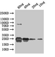 Western Blot Positive WB detected in: recombinant protein All lanes:ydiV Antibody at 1:1000 Secondary Goat polyclonal to rabbit IgG at 1/50000 dilution Predicted band size: 29 kDa Observed band size: 29 kDa