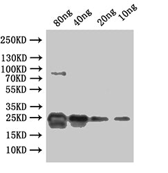 Western Blot Positive WB detected in: recombinant protein All lanes:ydiV Antibody at 1:1000 Secondary Goat polyclonal to rabbit IgG at 1/50000 dilution Predicted band size: 29 kDa Observed band size: 29 kDa