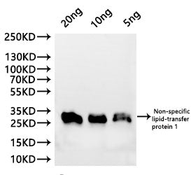 Western Blot Positive WB detected in: recombinant protein All lanes:Non-specific lipid-transfer protein 1B Antibody at 1:1000 Secondary Goat polyclonal to rabbit IgG at 1/20000 dilution Predicted band size: 25.2 kDa Observed band size: 27 kDa