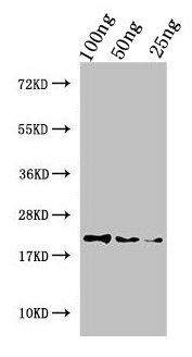 Western Blot Positive WB detected in Recombinant protein All lanes: Perlwapin antibody at 3µg/ml Secondary Goat polyclonal to rabbit IgG at 1/50000 dilution Predicted band size: 20 kDa Observed band size: 20 kDa
