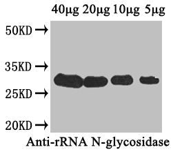 Western Blot Positive WB detected in: Cucurbita moschata (40µg, 20µg, 10µg, 5µg) All lanes: rRNA N-glycosidase antibody at 4µg/ml Secondary Goat polyclonal to rabbit IgG at 1/50000 dilution Predicted band size: 28 kDa Observed band size: 28 kDa
