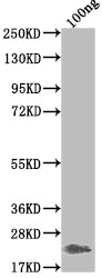 Western Blot Positive WB detected in Recombinant protein All lanes: Griffithsin antibody at 1:2000 Secondary Goat polyclonal to rabbit IgG at 1/50000 dilution Predicted band size: 20.2 kDa Observed band size: 21 kDa