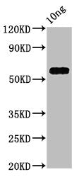 Western Blot Positive WB detected in Recombinant protein All lanes: PRA1 antibody at 4.7ug/ml Secondary Goat polyclonal to rabbit IgG at 1/50000 dilution Predicted band size: 55 kDa Observed band size: 55 kDa