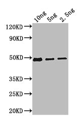 Western Blot Positive WB detected in: recombinant protein All lanes: Bifunctional beta-D-glucosidase/beta-D-fucosidase Antibody at 1:1000 Secondary Goat polyclonal to rabbit IgG at 1/50000 dilution Predicted band size: 47 kDa Observed band size: 4...