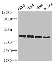Western Blot Positive WB detected in Recombinant protein All lanes: GP antibody at 3ug/ml Secondary Goat polyclonal to rabbit IgG at 1/50000 dilution predicted band size: 42 kDa observed band size: 42 kDa