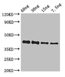 Western Blot Positive WB detected in Recombinant protein All lanes: GP antibody at 3ug/ml Secondary Goat polyclonal to rabbit IgG at 1/50000 dilution predicted band size: 42 kDa observed band size: 42 kDa