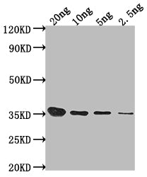 Western Blot Positive WB detected in Recombinant protein All lanes: Sbk1 antibody at 1:2000 Secondary Goat polyclonal to rabbit IgG at 1/50000 dilution Predicted band size: 34.4 kDa Observed band size: 35 kDa
