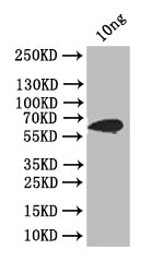 Western Blot Positive WB detected in: recombinant protein All lanes: ply Antibody at 1:1000 Secondary Goat polyclonal to rabbit IgG at 1/50000 dilution Predicted band size: 66 kDa Observed band size: 66 kDa