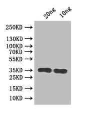 Western Blot Positive WB detected in: recombinant protein All lanes:RSC2 Antibody at 1:1000 Secondary Goat polyclonal to rabbit IgG at 1/50000 dilution Predicted band size: 32 kDa Observed band size: 35 kDa