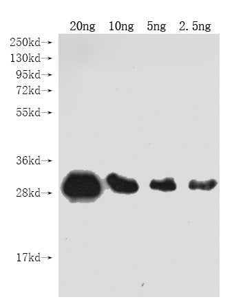 Western Blot Positive WB detected in Recombinant protein All lanes: Genome polyprotein antibody at 1:2000 Secondary Goat polyclonal to rabbit IgG at 1/50000 dilution Predicted band size: 29 kDa Observed band size: 29 kDa