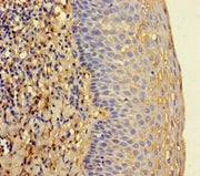 Immunohistochemistry of paraffin-embedded human tonsil tissue using CSB-PA313223LA01HU at dilution of 1:100