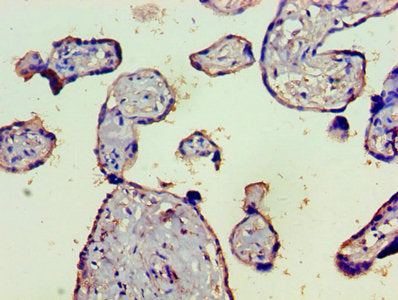Immunohistochemistry of paraffin-embedded human placenta tissue using CSB-PA313364LA01HU at dilution of 1:100