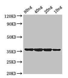 Western Blot Positive WB detected in Recombinant protein All lanes: dps antibody at 2µg/ml Secondary Goat polyclonal to rabbit IgG at 1/50000 dilution Predicted band size: 36 kDa Observed band size: 36 kDa