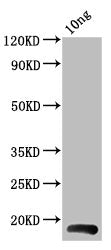 Western Blot Positive WB detected in Recombinant protein All lanes: BHRF1 antibody at 4ug/ml Secondary Goat polyclonal to rabbit IgG at 1/50000 dilution Predicted band size: 18 kDa Observed band size: 18 kDa