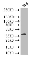 Western Blot Positive WB detected in: recombinant protein All lanes: HBZ Antibody at 1:1000 Secondary Goat polyclonal to rabbit IgG at 1/50000 dilution Predicted band size: 47 kDa Observed band size: 47 kDa