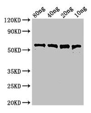 Western Blot Positive WB detected in Recombinant protein All lanes: pfo antibody at 3µg/ml Secondary Goat polyclonal to rabbit IgG at 1/50000 dilution Predicted band size: 56 kDa Observed band size: 56 kDa