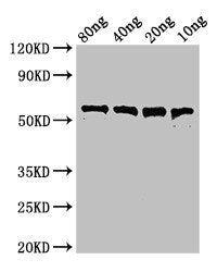 Western Blot Positive WB detected in Recombinant protein All lanes: pfo antibody at 3µg/ml Secondary Goat polyclonal to rabbit IgG at 1/50000 dilution Predicted band size: 56 kDa Observed band size: 56 kDa