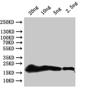 Western Blot Positive WB detected in: recombinant protein All lanes:secG Antibody at 1:1000 Secondary Goat polyclonal to rabbit IgG at 1/50000 dilution Predicted band size: 20 kDa Observed band size: 20 kDa