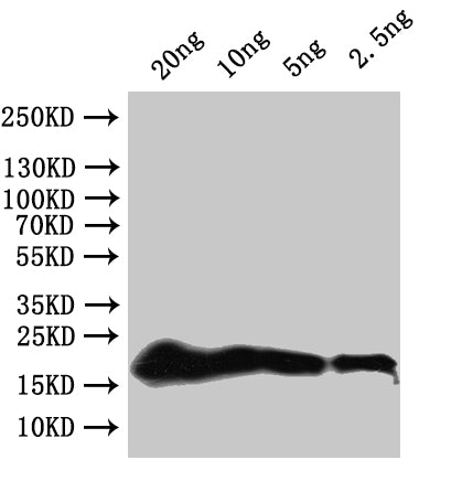Western Blot Positive WB detected in: recombinant protein All lanes:secG Antibody at 1:1000 Secondary Goat polyclonal to rabbit IgG at 1/50000 dilution Predicted band size: 20 kDa Observed band size: 20 kDa