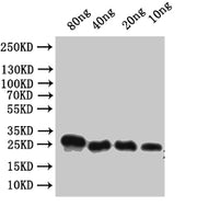 Western Blot Positive WB detected in: recombinant protein All lanes:Alpha-conotoxin VxXXC Antibody at 1:1000 Secondary Goat polyclonal to rabbit IgG at 1/50000 dilution Predicted band size: 22 kDa Observed band size: 22 kDa