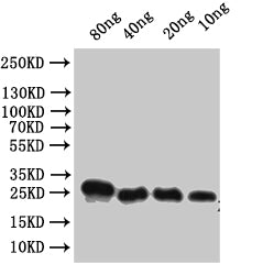 Western Blot Positive WB detected in: recombinant protein All lanes:Alpha-conotoxin VxXXC Antibody at 1:1000 Secondary Goat polyclonal to rabbit IgG at 1/50000 dilution Predicted band size: 22 kDa Observed band size: 22 kDa