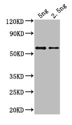 Western Blot Positive WB detected in: recombinant protein All lanes: gag Antibody at 1:1000 Secondary Goat polyclonal to rabbit IgG at 1/50000 dilution Predicted band size: 36 kDa Observed band size: 36 kDa