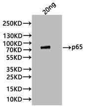 Western Blot Positive WB detected in: recombinant protein All lanes:P65 Antibody at 1:1000 Secondary Goat polyclonal to rabbit IgG at 1/20000 dilution Predicted band size: 84 kDa Observed band size: 84 kDa