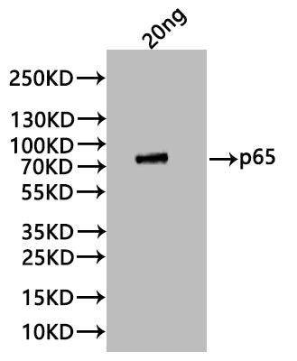 Western Blot Positive WB detected in: recombinant protein All lanes:P65 Antibody at 1:1000 Secondary Goat polyclonal to rabbit IgG at 1/20000 dilution Predicted band size: 84 kDa Observed band size: 84 kDa