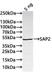 Western Blot Positive WB detected in: recombinant protein All lanes:SAP2 Antibody at 1:1000 Secondary Goat polyclonal to rabbit IgG at 1/20000 dilution Predicted band size: 42.5 kDa Observed band size: 43 kDa