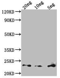 Western Blot Positive WB detected in Recombinant protein All lanes: Major mite allergen Der p 23 antibody at 1:2000 Secondary Goat polyclonal to rabbit IgG at 1/50000 dilution Predicted band size: 20 kDa Observed band size: 23 kDa
