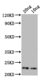 Western Blot Positive WB detected in: recombinant protein All lanes: Major mite allergen Der p 23 Antibody at 1:1000 Secondary Goat polyclonal to rabbit IgG at 1/50000 dilution Predicted band size: 20 kDa Observed band size: 23 kDa