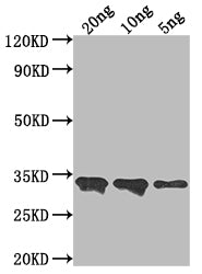 Western Blot Positive WB detected in Recombinant protein All lanes: CUP1-1 antibody at 1:2000 Secondary Goat polyclonal to rabbit IgG at 1/50000 dilution Predicted band size: 32 kDa Observed band size: 34 kDa