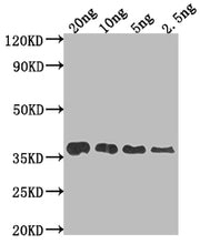 Western Blot Positive WB detected in Recombinant protein All lanes: F17a-A antibody at 1:2000 Secondary Goat polyclonal to rabbit IgG at 1/50000 dilution Predicted band size: 32.4 kDa Observed band size: 38 kDa